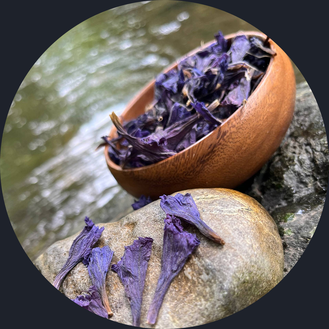 گل گاو زبان