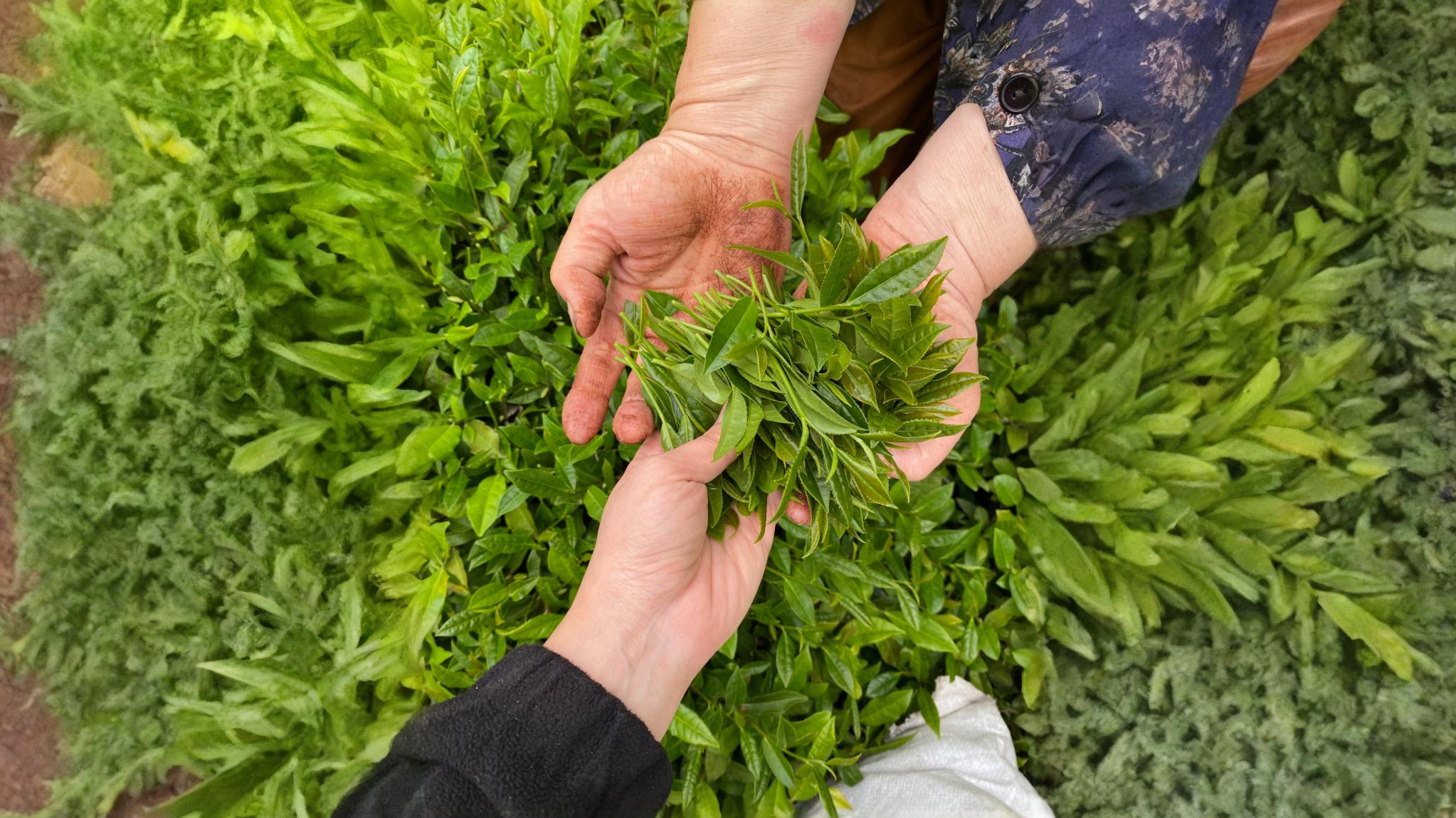 گیلانه جان، از دل طبیعت شمال