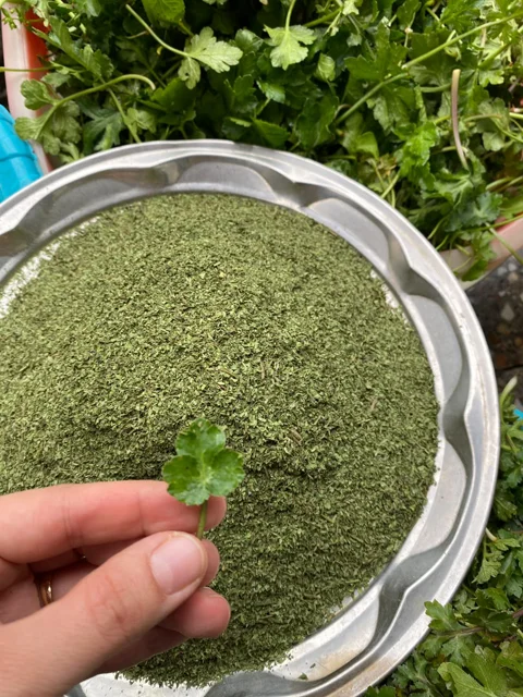 چوچاق خشک