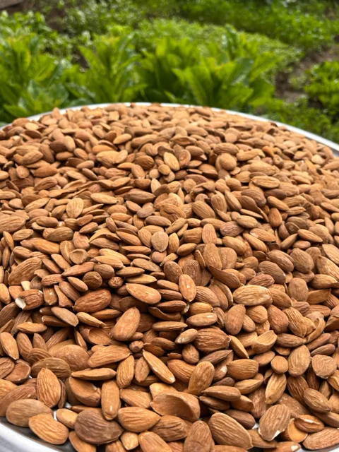 مغز بادام درختی ایرانی