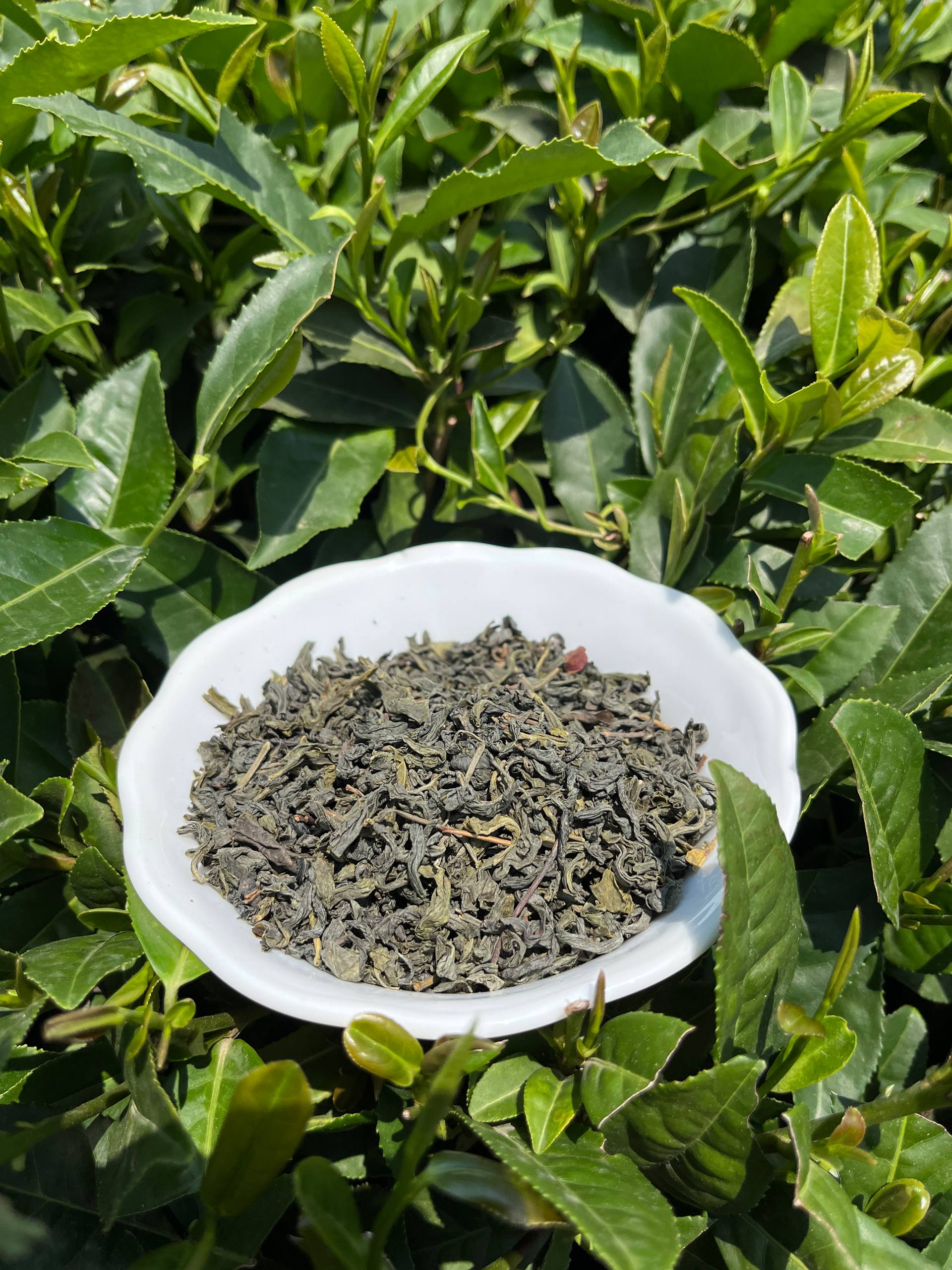 چای سبز چه خواص و فوایدی برای بدنتون  داره؟