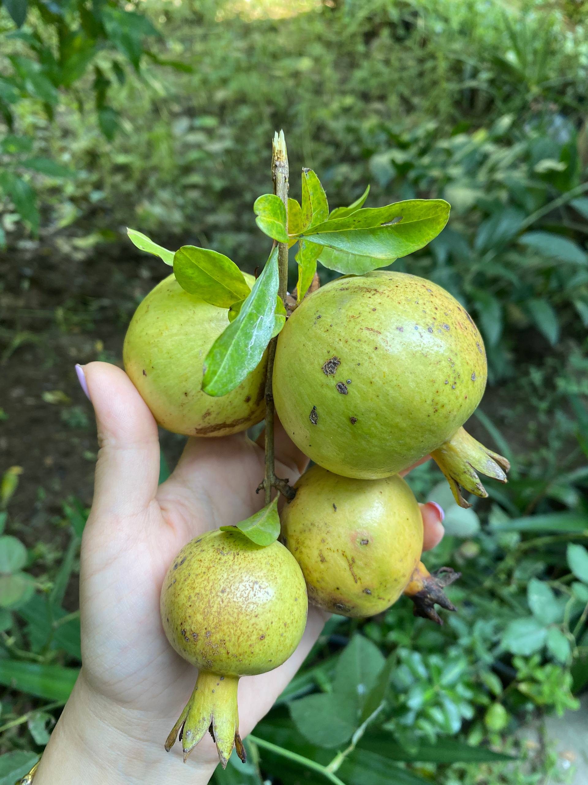 رب انار جنگلی گیلان